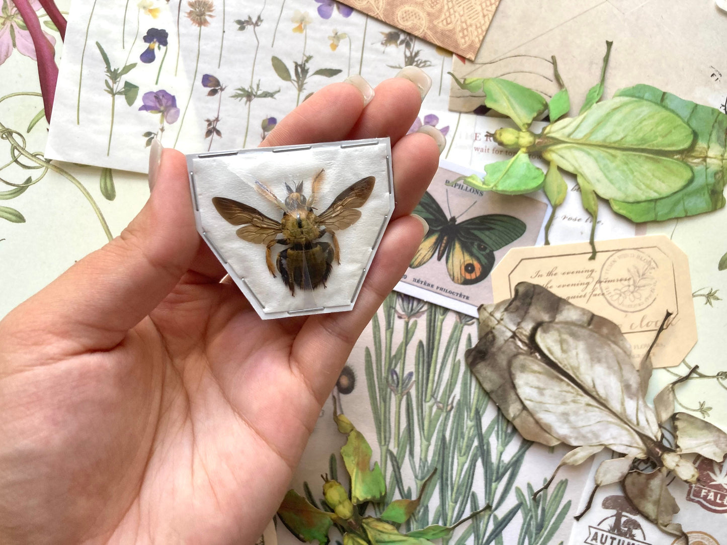 Male Yellow and Gold Carpenter Bee, Xylocopa aestuans (spread), Male Yellow Bee, Real Bee specimen, Large bee, Bee insect, Entomology