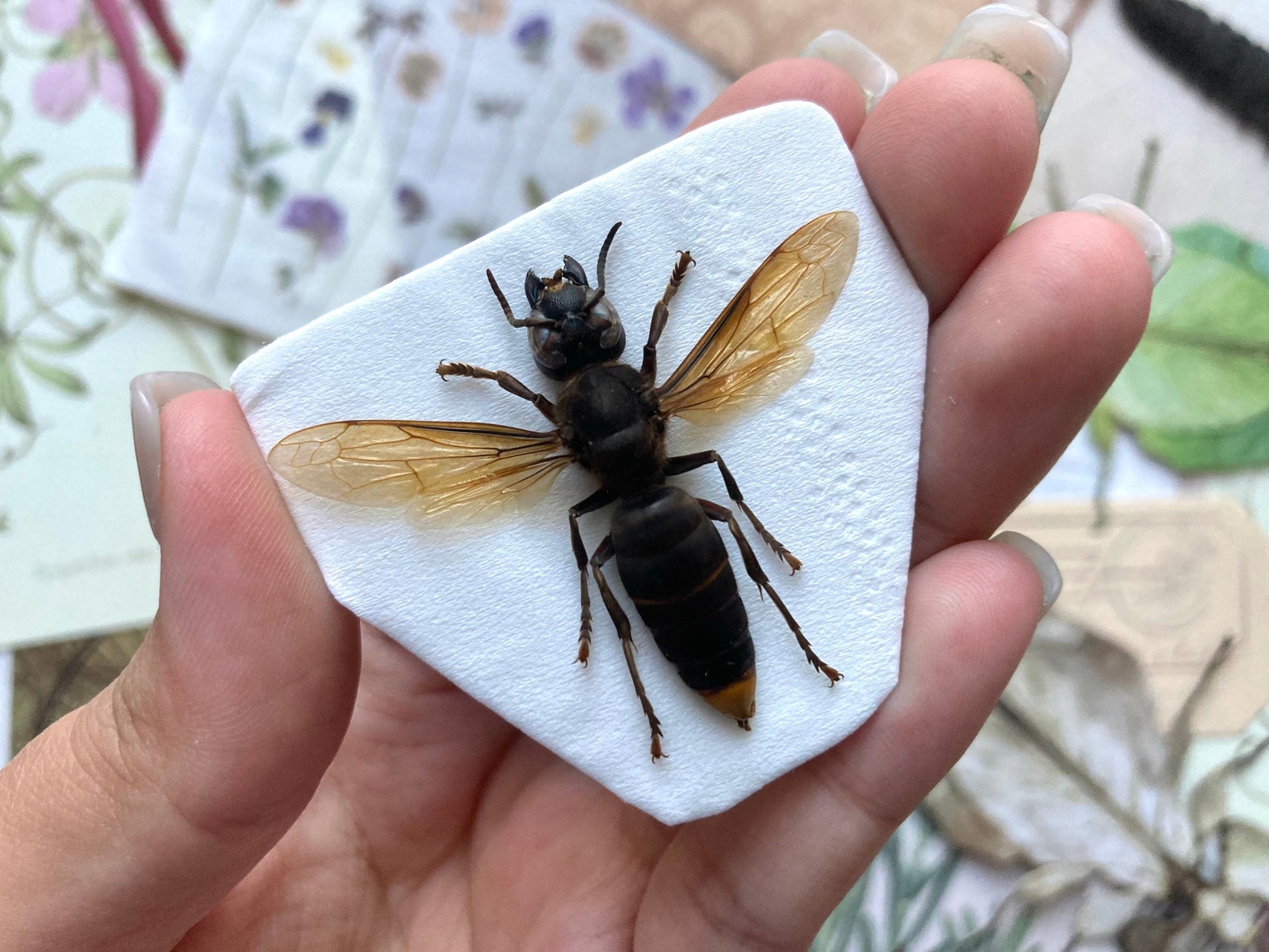 Vespa analis (spread), Real Wasp, Entomology