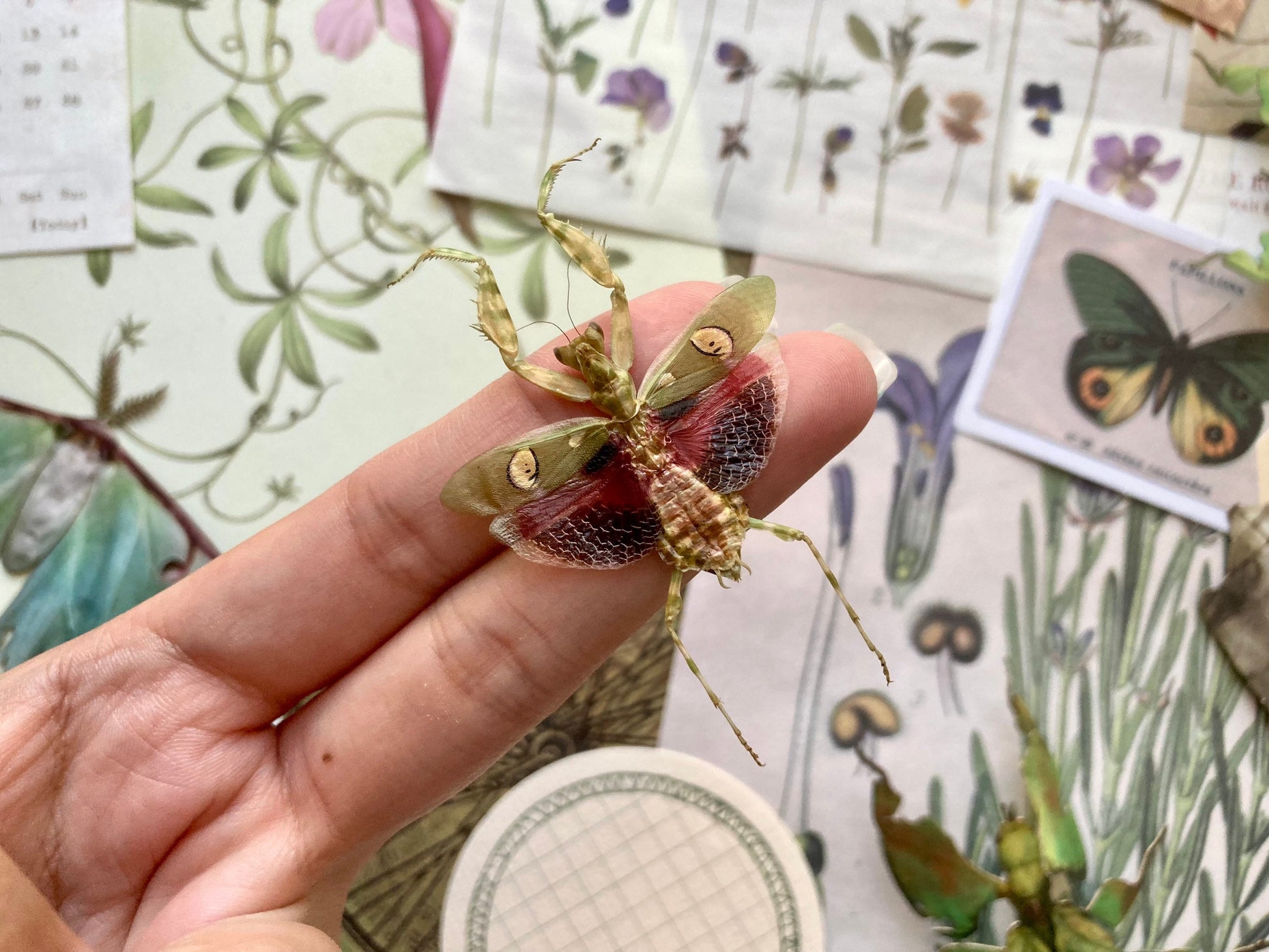 Jeweled Flower Mantis - Creobroter Gemmatus - Real Preying Mantis - Entomology - Taxidermy