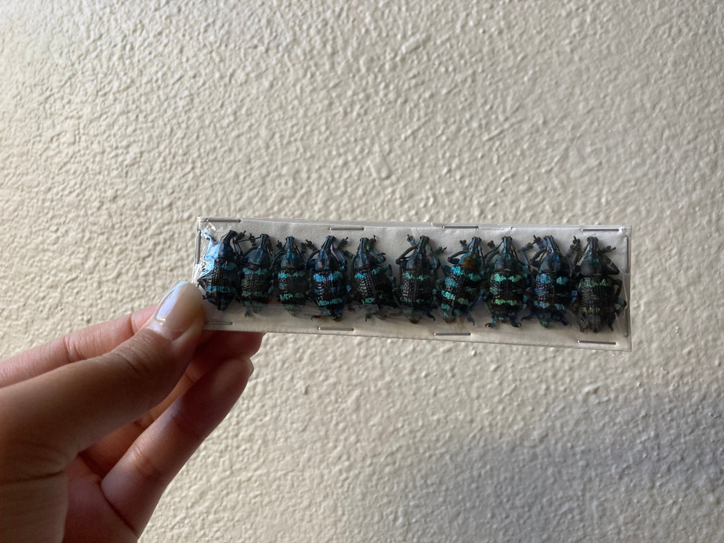 10 Pack Linnei Beetles, Wholesale Beetles, Wholesale Weevil beetles A1- to A2, Entomology