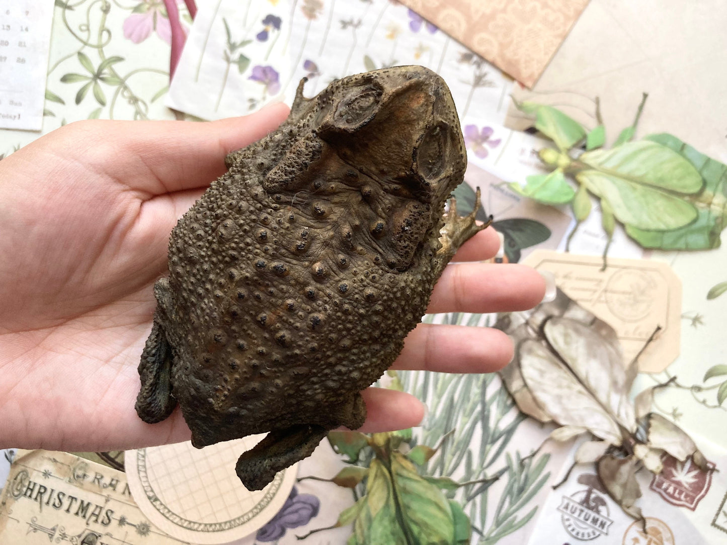 Duttaphrynus melanostictus (sitting), Asian common toad, Black-spined toad, black-spectacled toad, Common Sunda toad, and Javanese toad