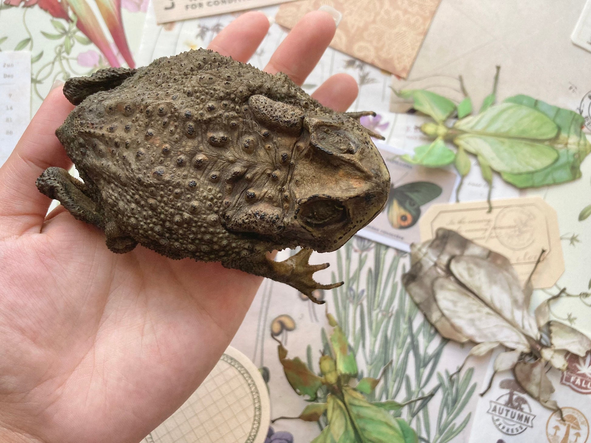 Duttaphrynus melanostictus (sitting), Asian common toad, Black-spined toad, black-spectacled toad, Common Sunda toad, and Javanese toad