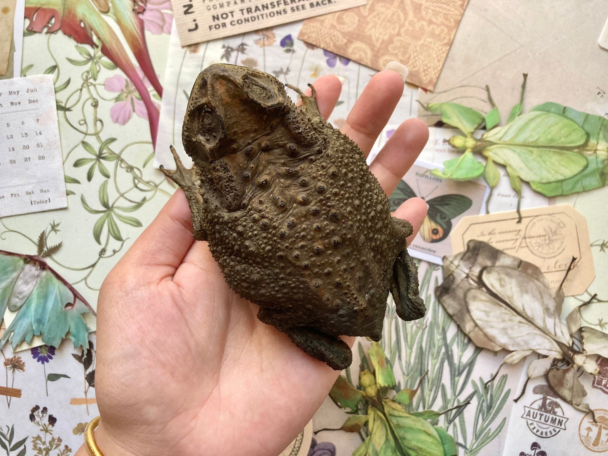 Duttaphrynus melanostictus (sitting), Asian common toad, Black-spined toad, black-spectacled toad, Common Sunda toad, and Javanese toad