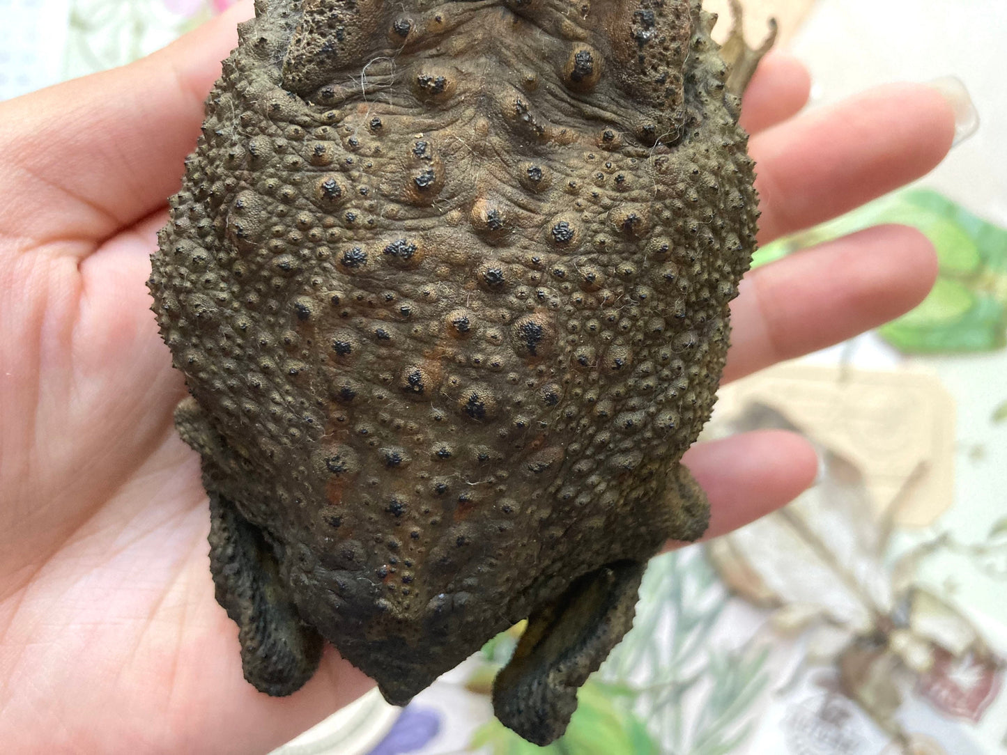 Duttaphrynus melanostictus (sitting), Asian common toad, Black-spined toad, black-spectacled toad, Common Sunda toad, and Javanese toad