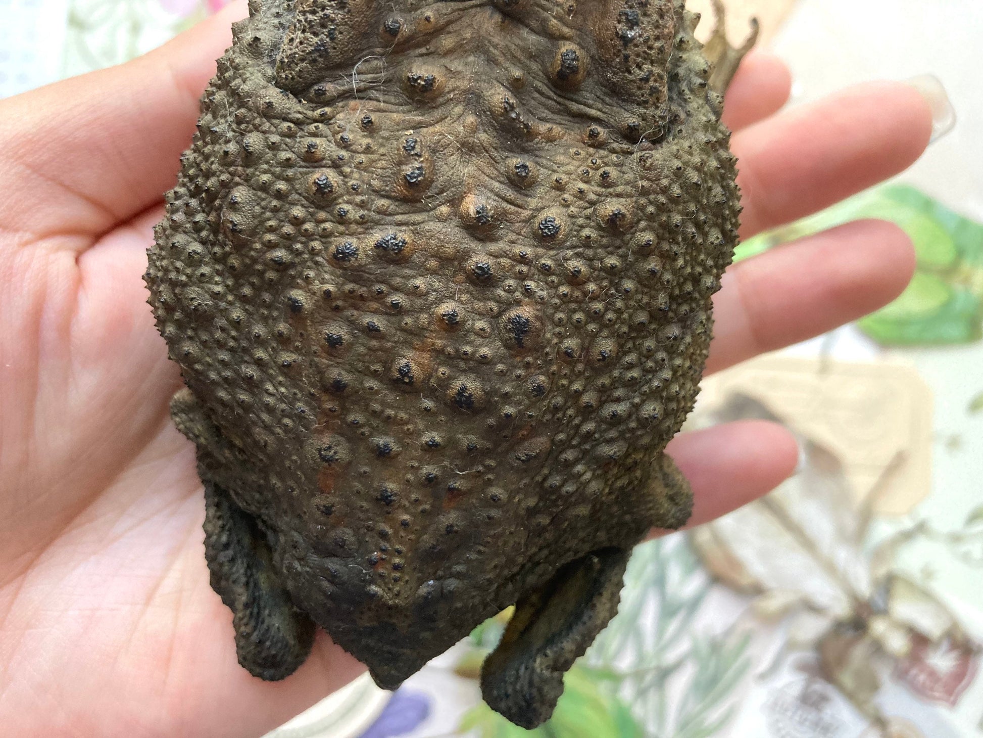 Duttaphrynus melanostictus (sitting), Asian common toad, Black-spined toad, black-spectacled toad, Common Sunda toad, and Javanese toad