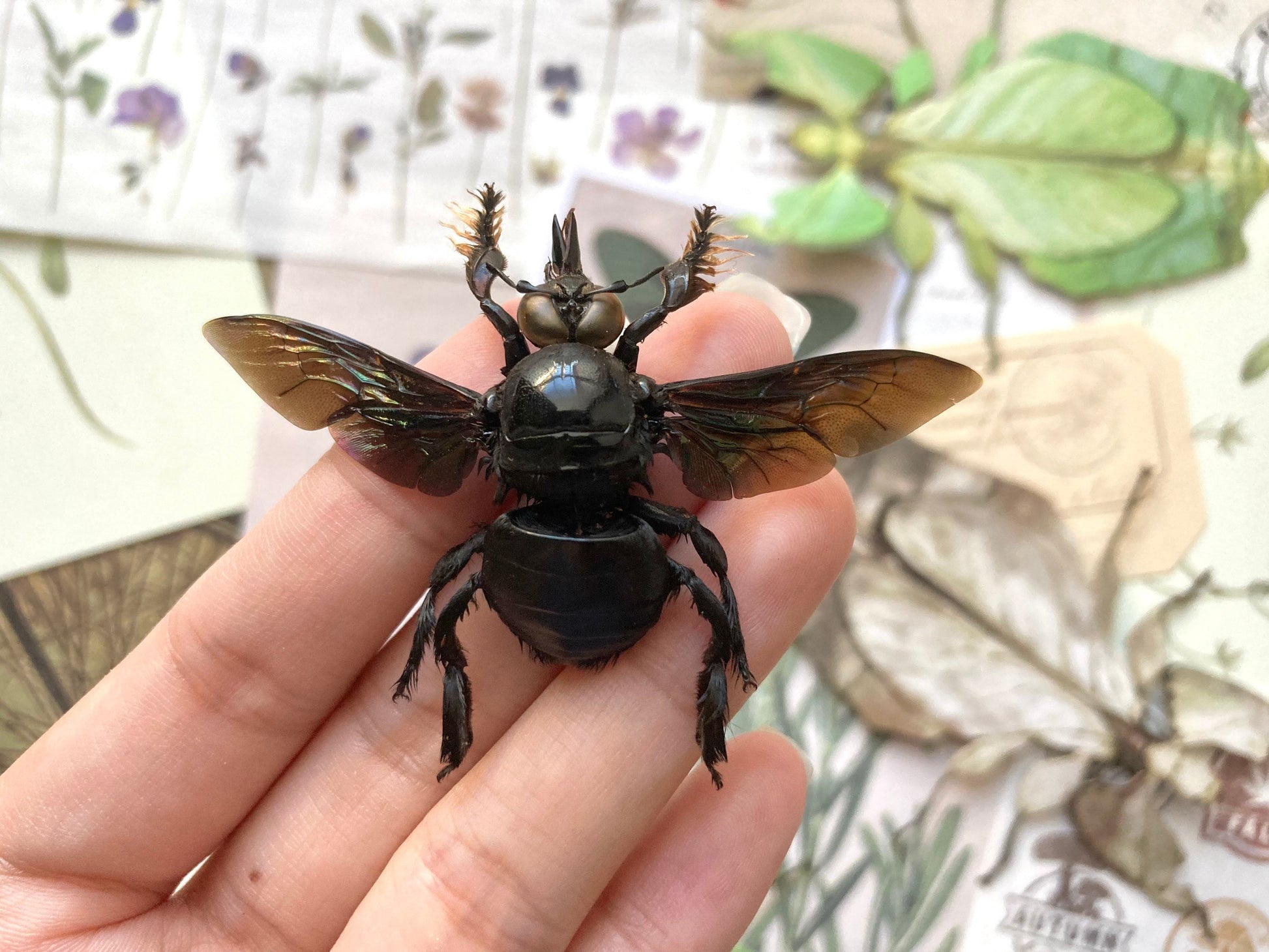 Male Tropical Carpenter Bee, Xylocopa latipes, Black Bee, Bee specimen, Fuzzy Bee, Real Bee, Entomology, Specimen