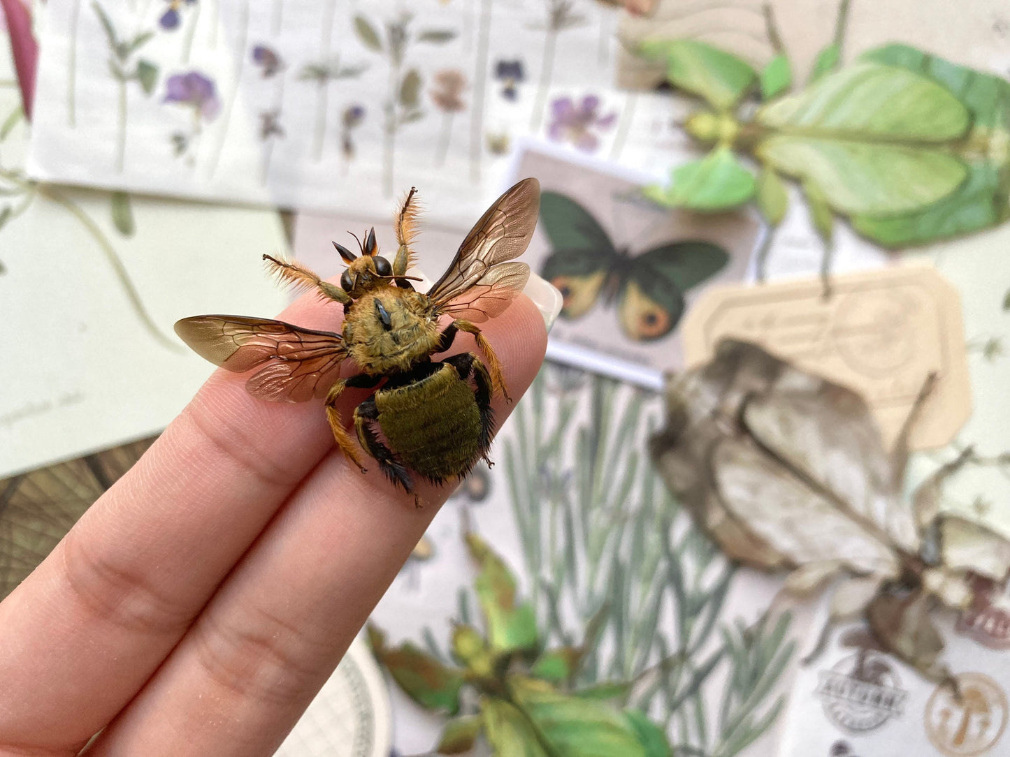 Male Yellow and Gold Carpenter Bee, Xylocopa aestuans (spread), Male Yellow Bee, Real Bee specimen, Large bee, Bee insect, Entomology