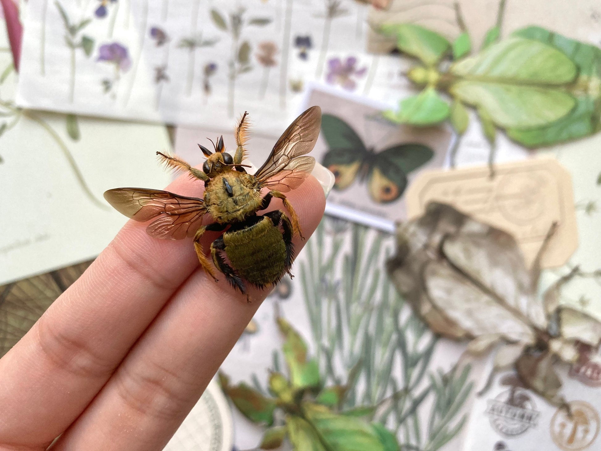 Male Yellow and Gold Carpenter Bee, Xylocopa aestuans (spread), Male Yellow Bee, Real Bee specimen, Large bee, Bee insect, Entomology