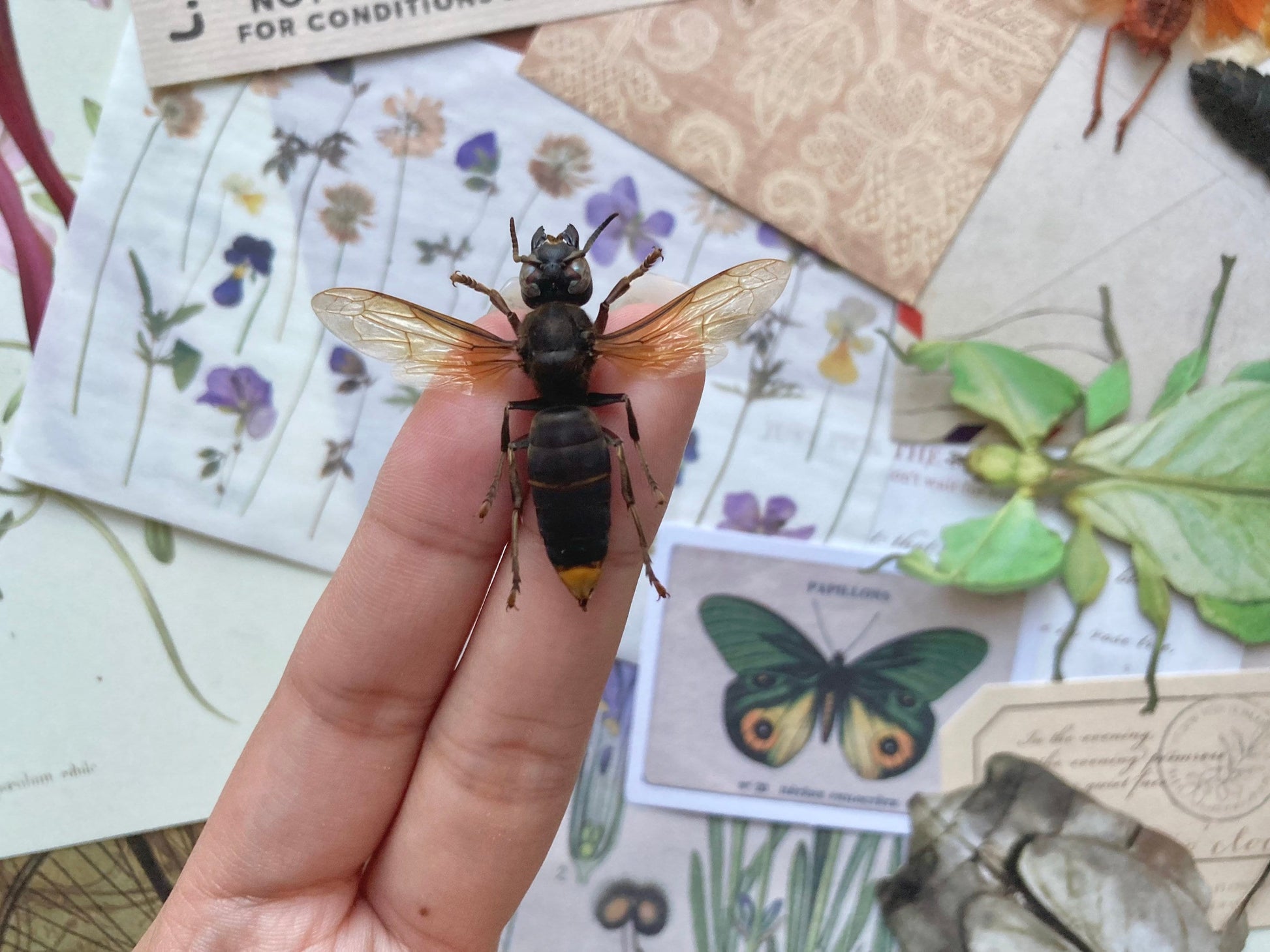 Vespa analis (spread), Real Wasp, Entomology