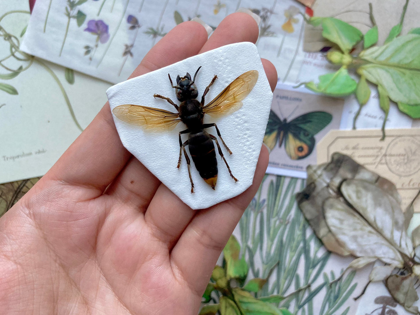 Vespa analis (spread), Real Wasp, Entomology