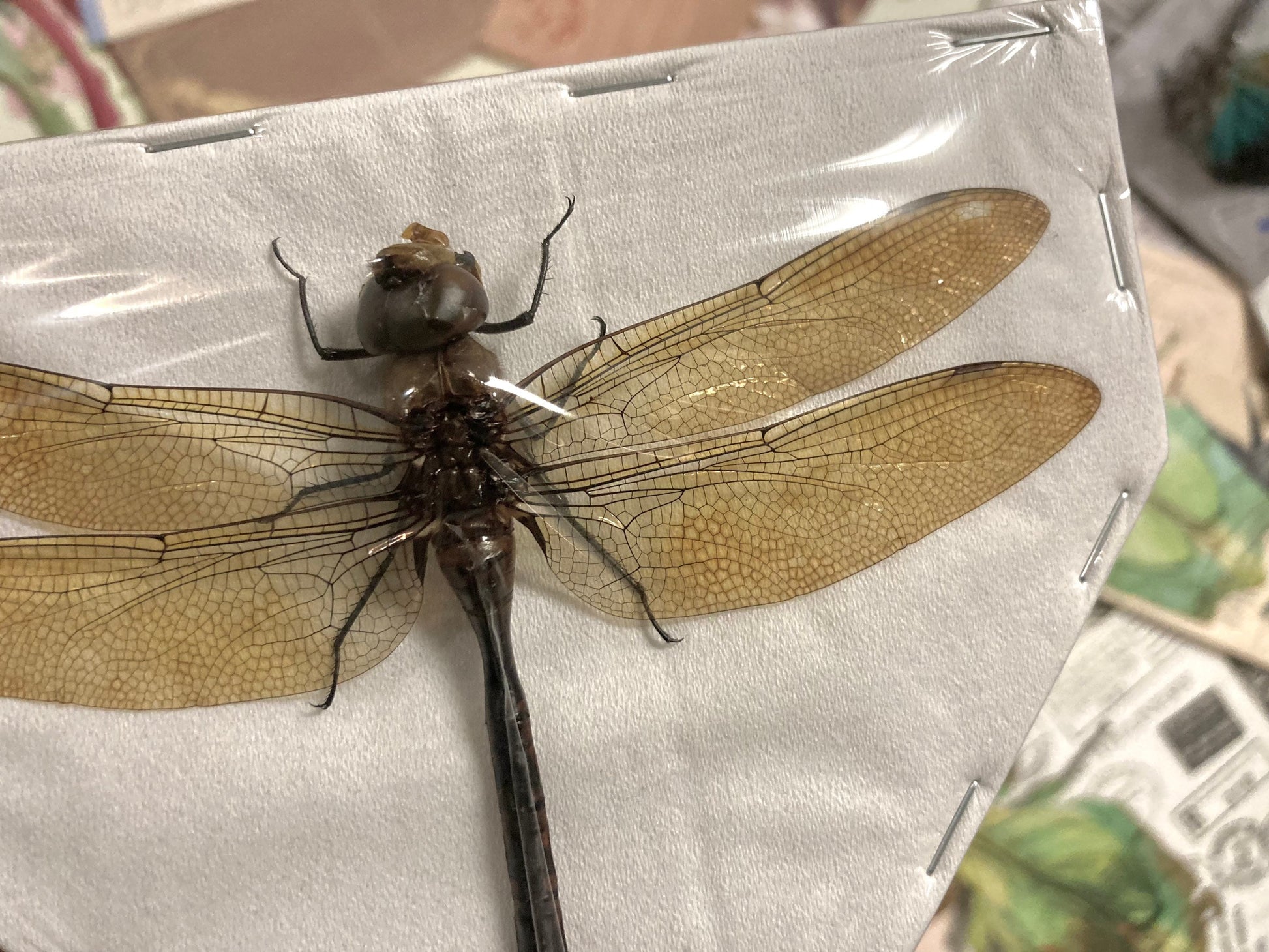 Giant Green Emperor Dragonfly, Anax Gibbosulus, Real Damselfly, Giant Darning Needle Real Dragonfly, Insect, Taxidermy