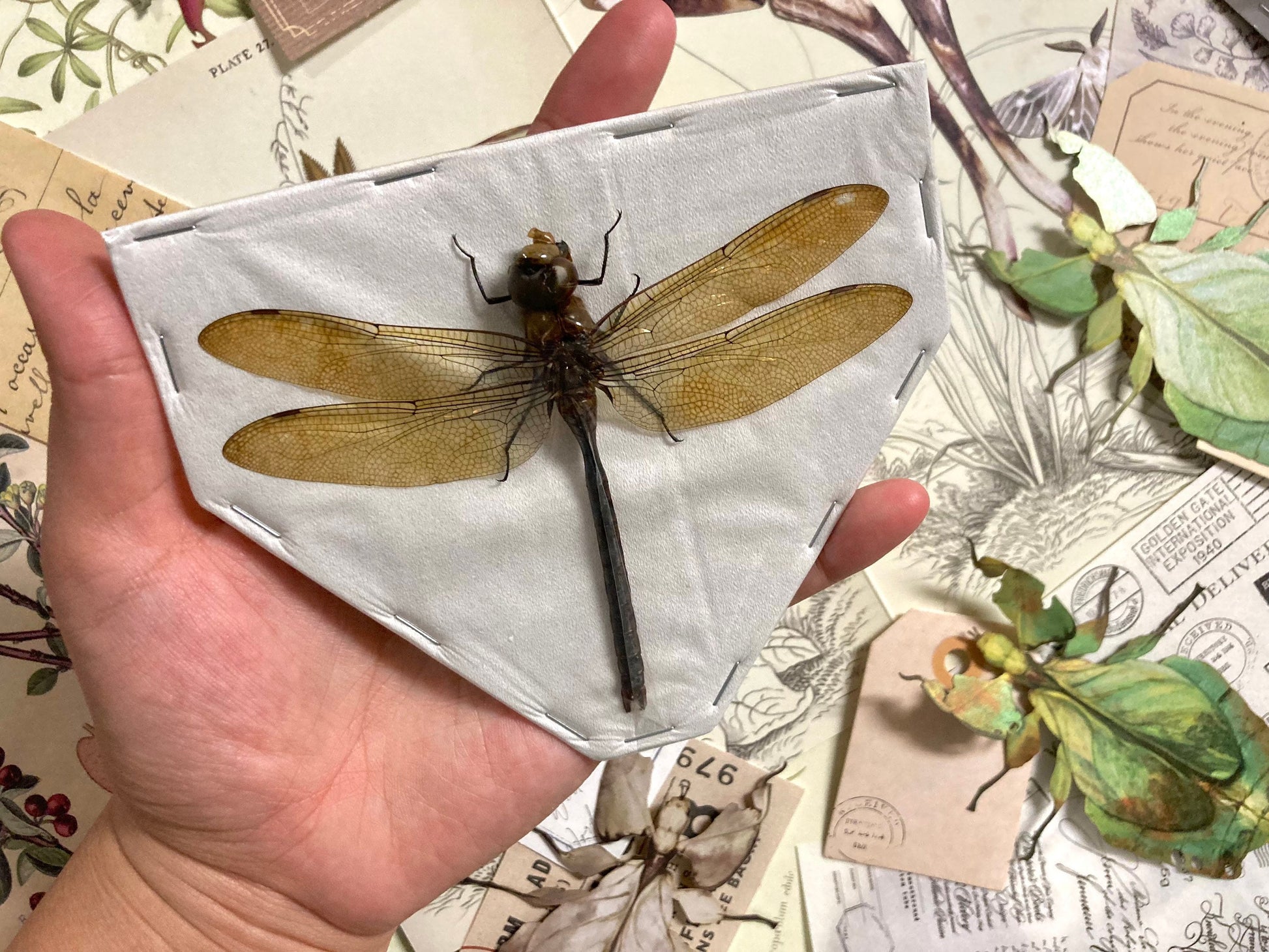 Giant Green Emperor Dragonfly, Anax Gibbosulus, Real Damselfly, Giant Darning Needle Real Dragonfly, Insect, Taxidermy