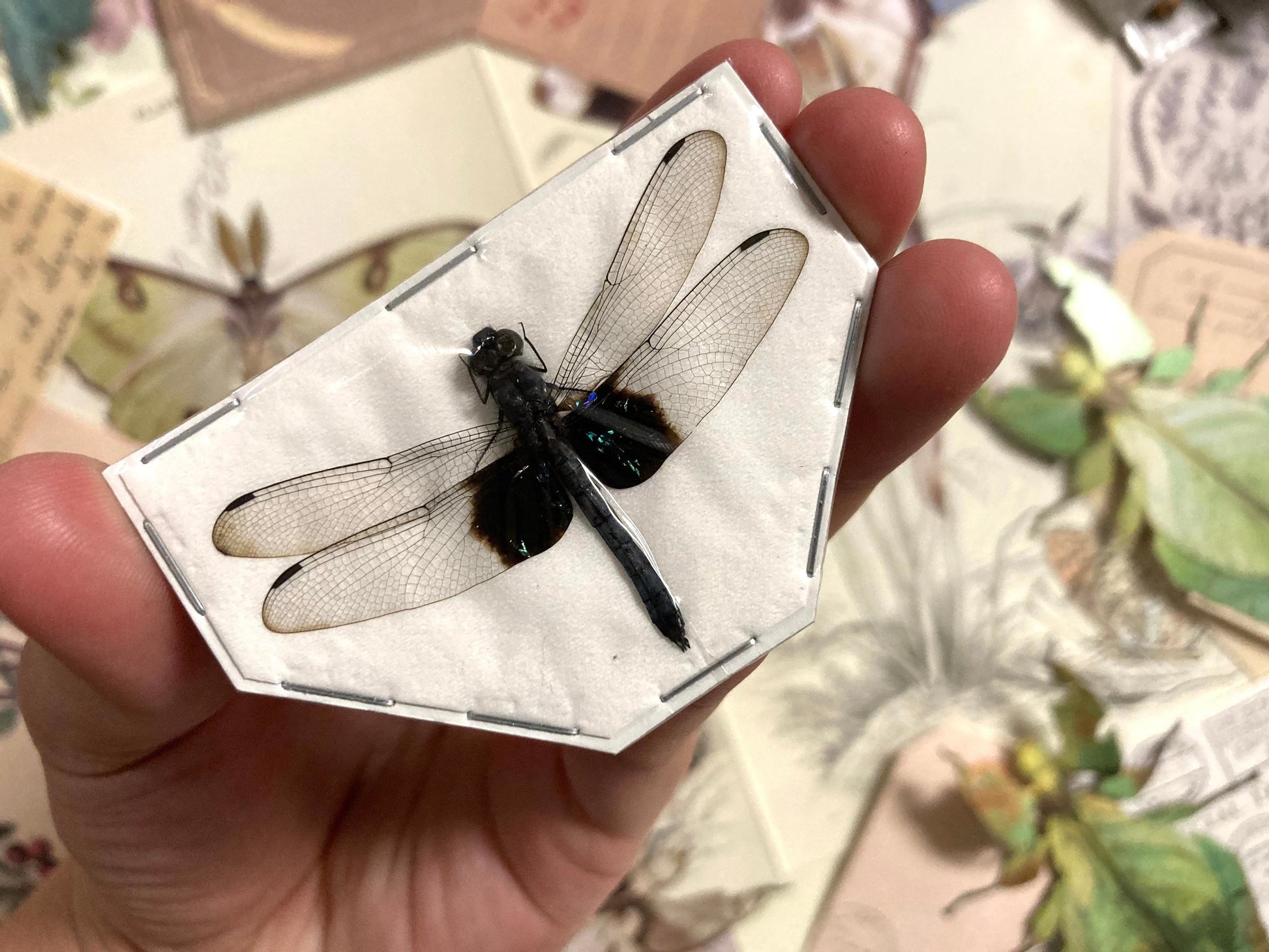 Tree-Hugging Dragonfly, Tyriobapta Torrida, Real Damselfly, Insect Entomology, Real Insect Taxidermy, Dragonfly, Clear Dragonfly