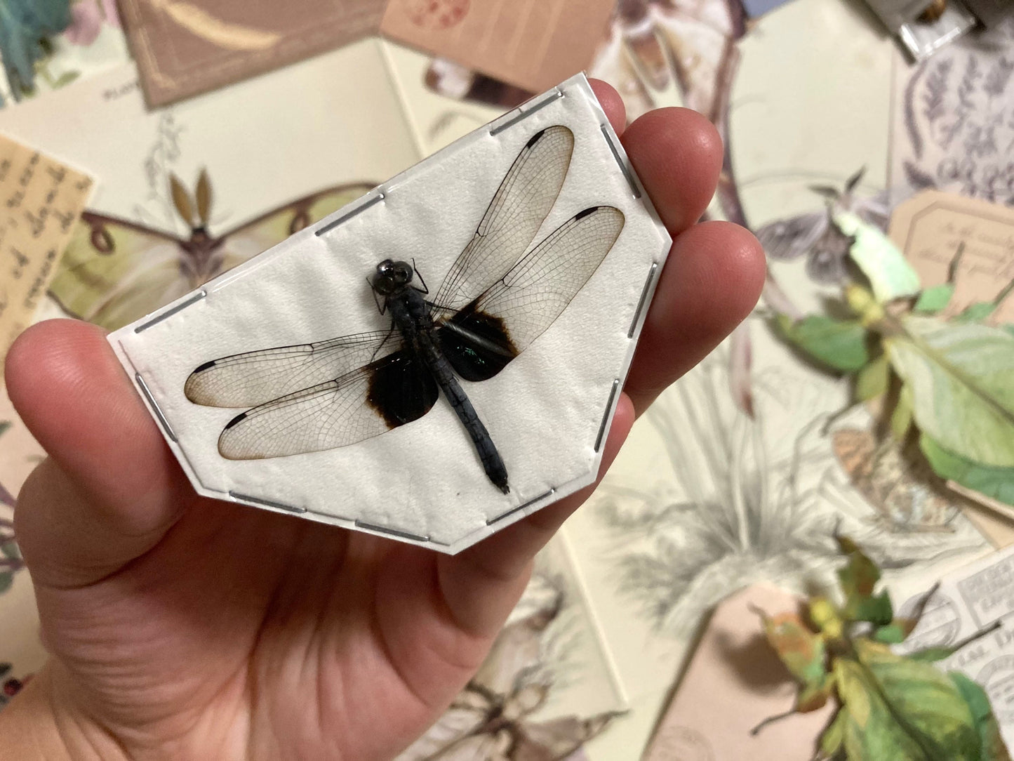 Tree-Hugging Dragonfly, Tyriobapta Torrida, Real Damselfly, Insect Entomology, Real Insect Taxidermy, Dragonfly, Clear Dragonfly