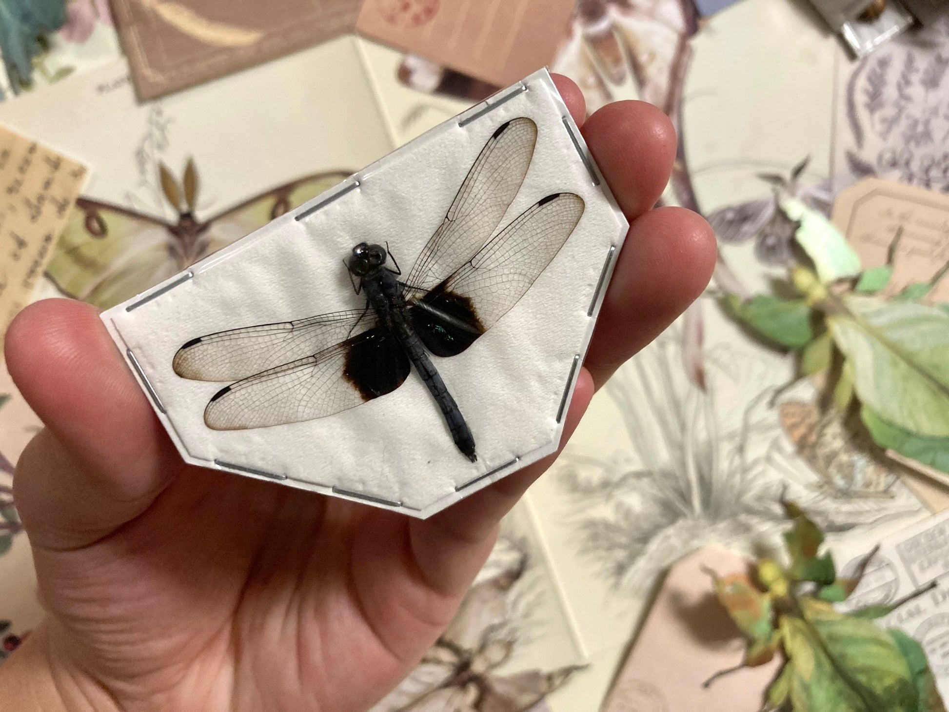 Tree-Hugging Dragonfly, Tyriobapta Torrida, Real Damselfly, Insect Entomology, Real Insect Taxidermy, Dragonfly, Clear Dragonfly