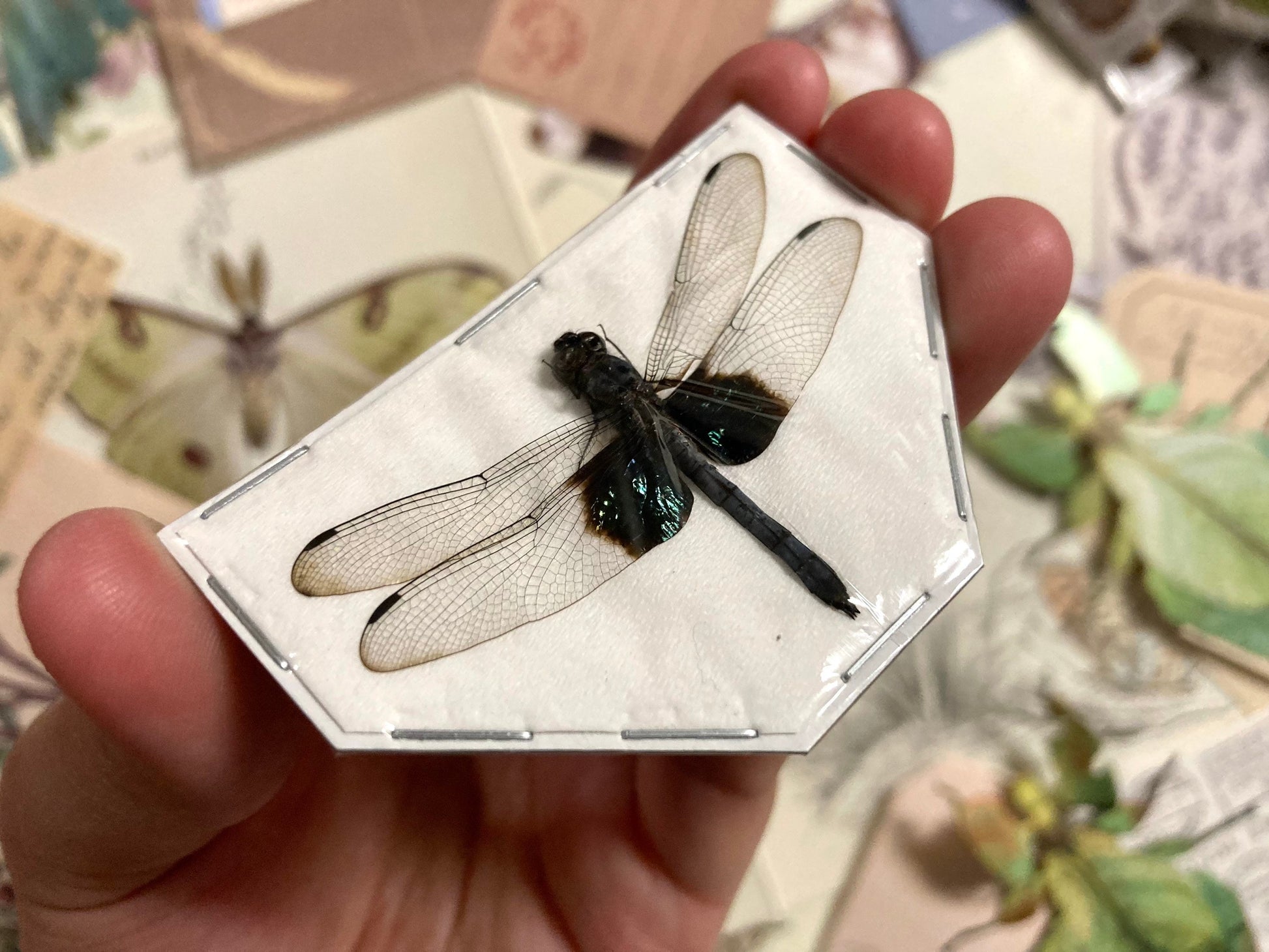 Tree-Hugging Dragonfly, Tyriobapta Torrida, Real Damselfly, Insect Entomology, Real Insect Taxidermy, Dragonfly, Clear Dragonfly