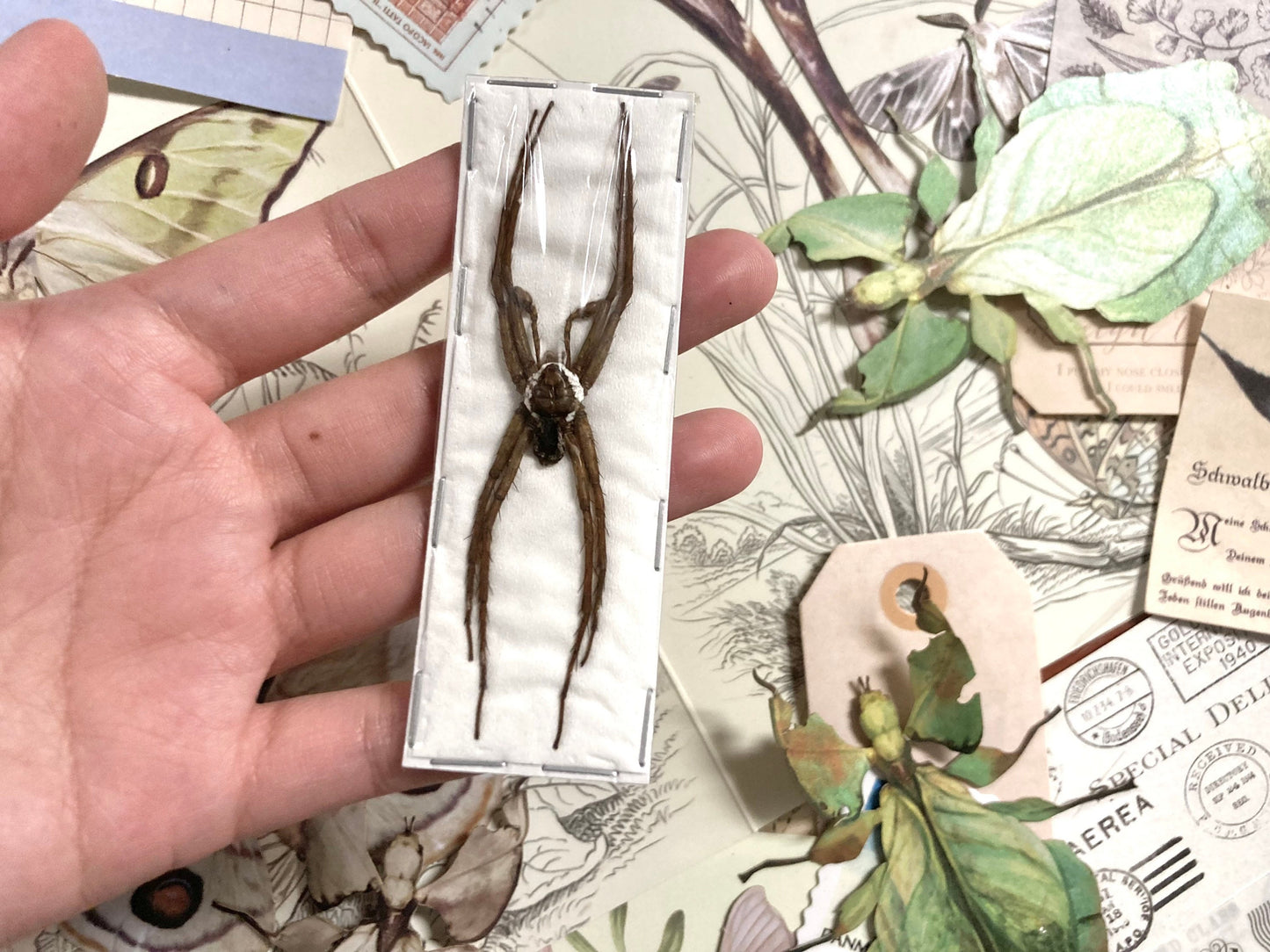Dolomedes boiei, Real Spider, Arachnid, Entomology, Spider Specimen