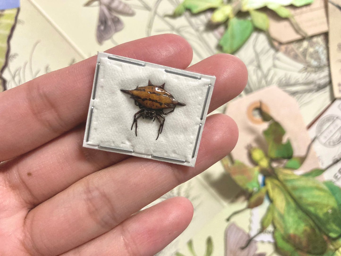 Gasteracantha sturi, Blunt-Spined Kite Spider, One Specimen, Gasteracantha sturi Real Preserved Taxidermy