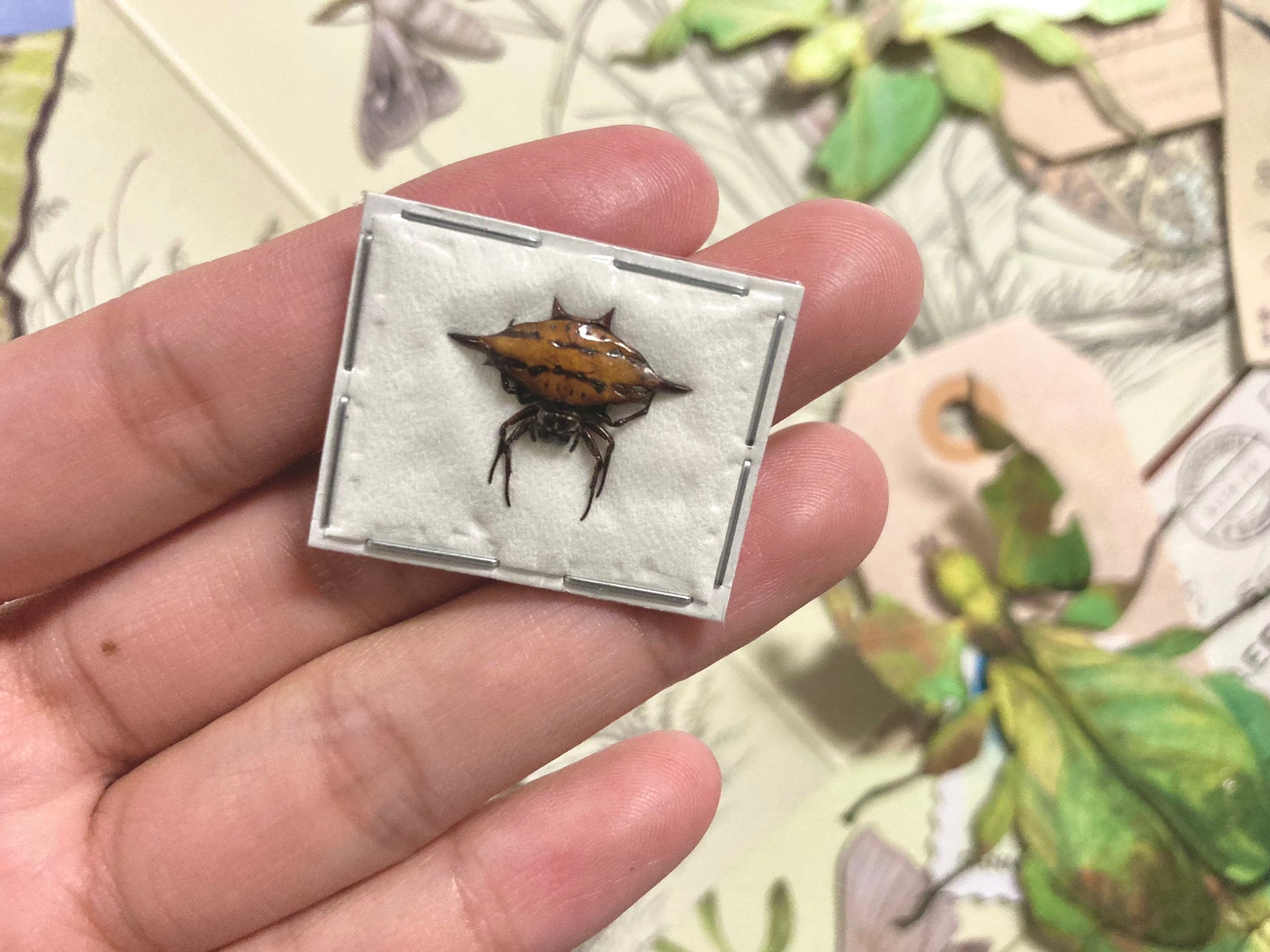 Gasteracantha sturi, Blunt-Spined Kite Spider, One Specimen, Gasteracantha sturi Real Preserved Taxidermy