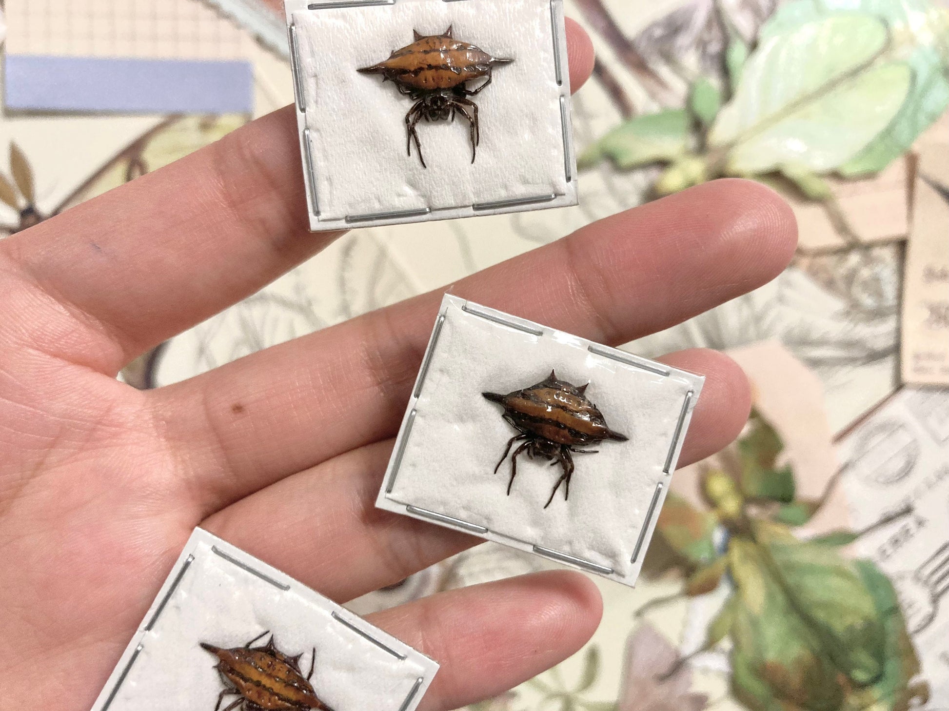 Gasteracantha sturi, Blunt-Spined Kite Spider, One Specimen, Gasteracantha sturi Real Preserved Taxidermy