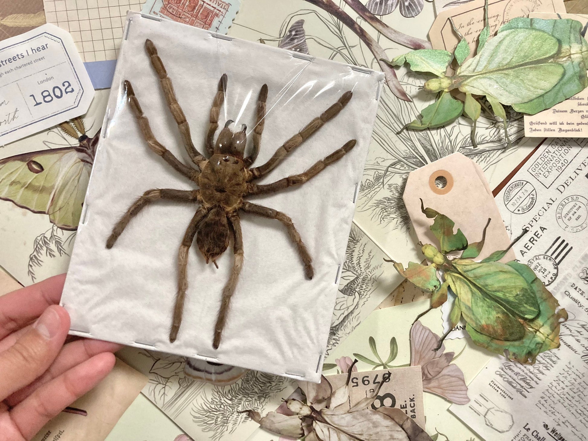 Acanthgoscurria ferina - LARGE (spread leg), Arachnid, Large spider, Real Spider Specimen, Insect, Entomology
