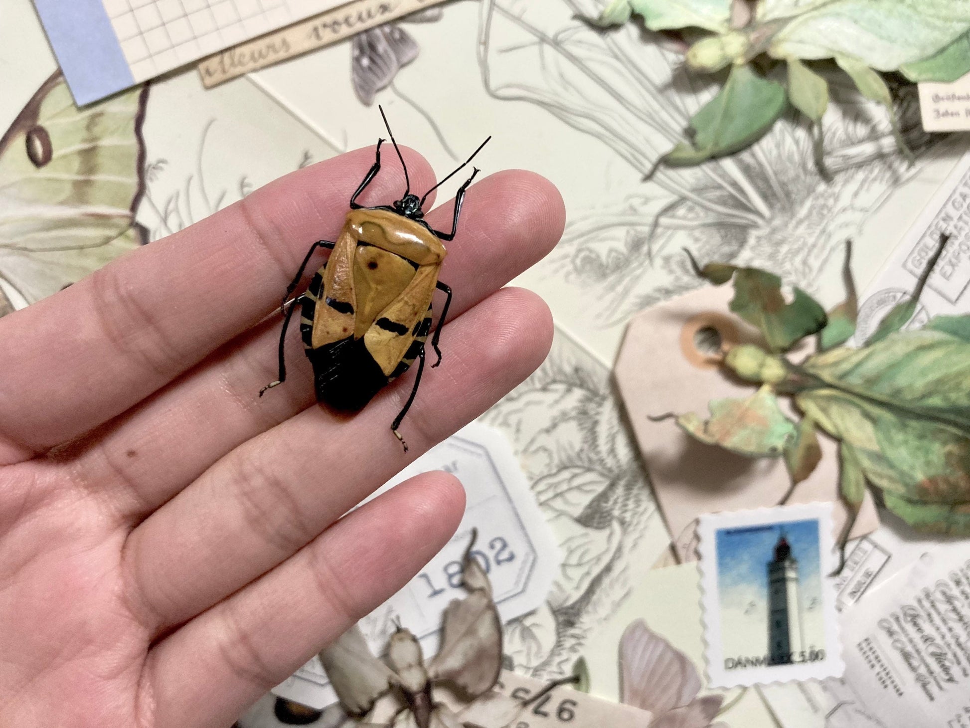 Man Face Beetle, Catacanthus incarnatus Real Beetle, Real Insects, Face Beetle, Entomology