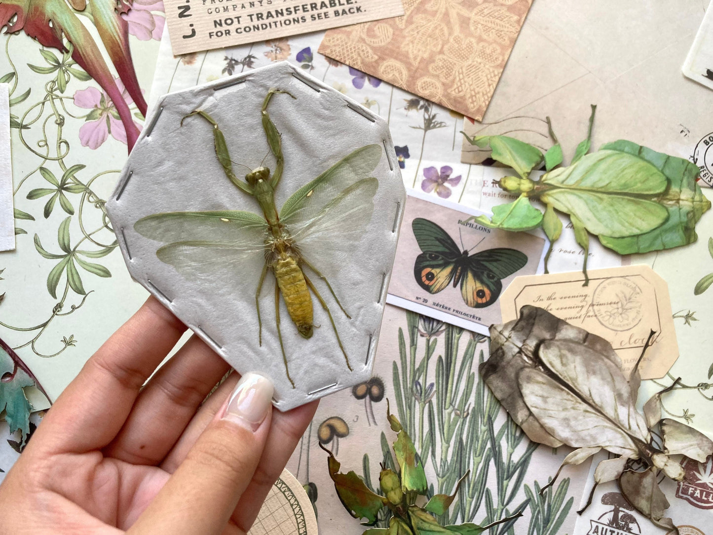 Indonesian Green Mantis, Hierodula patellifera, Preying Mantis, Entomology