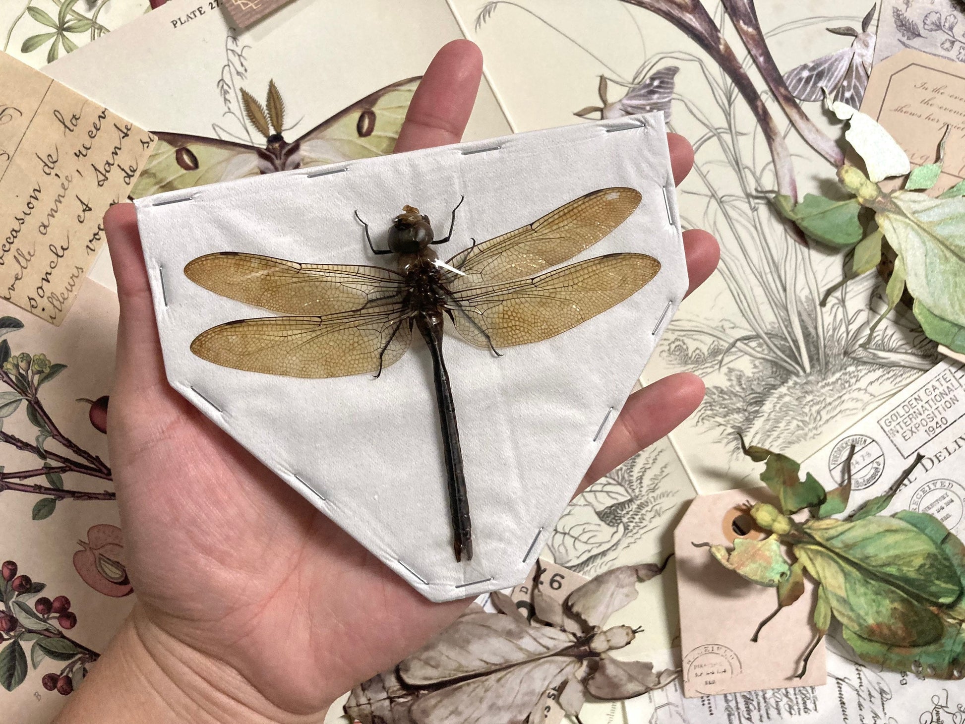 Giant Green Emperor Dragonfly, Anax Gibbosulus, Real Damselfly, Giant Darning Needle Real Dragonfly, Insect, Taxidermy