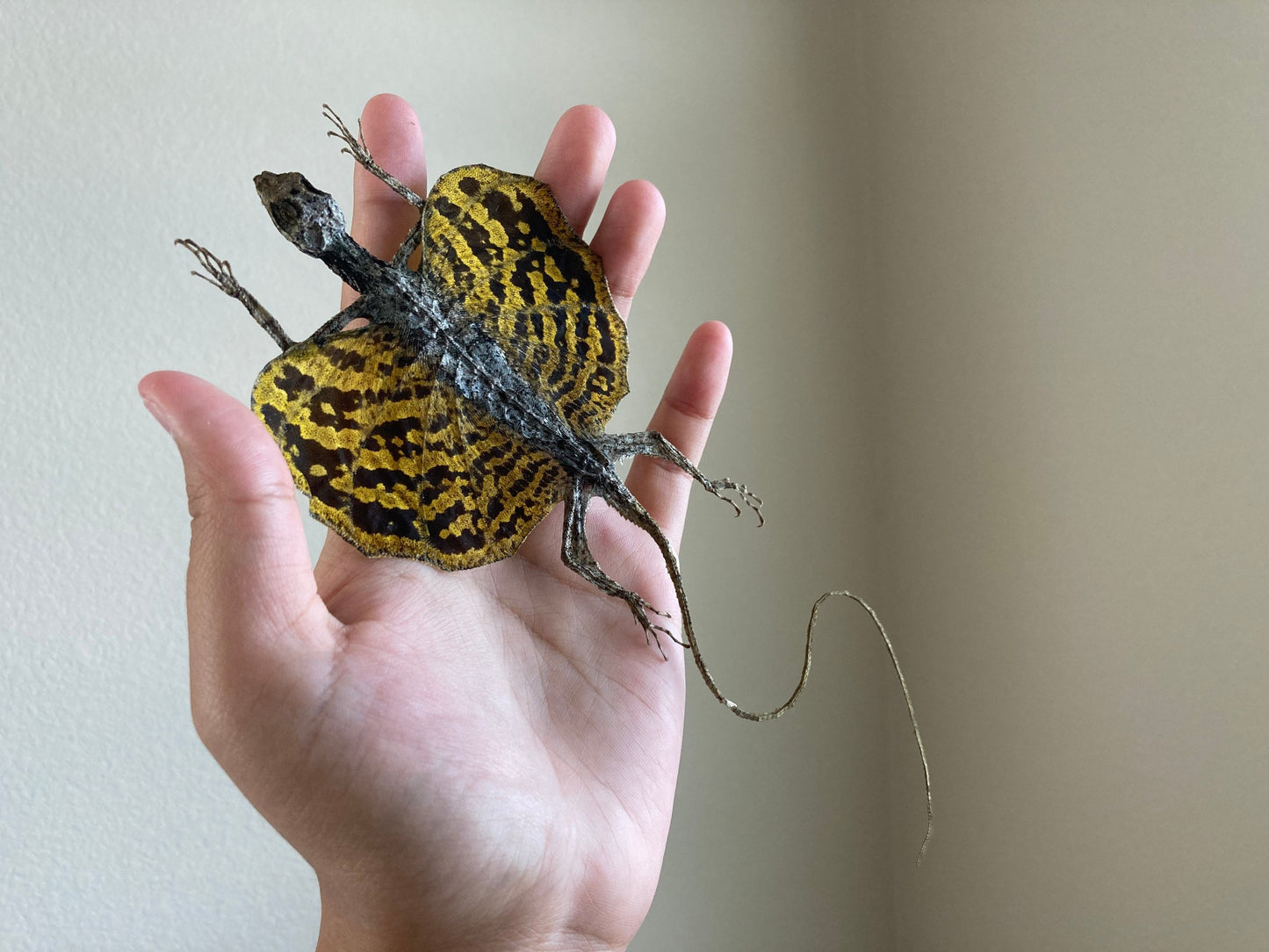 Flying lizard Draco volans (Draco sp.) (Yellow) Spread, common flying dragon, Real Lizard, Spread Flying lizard, Lizard specimen, Lizard