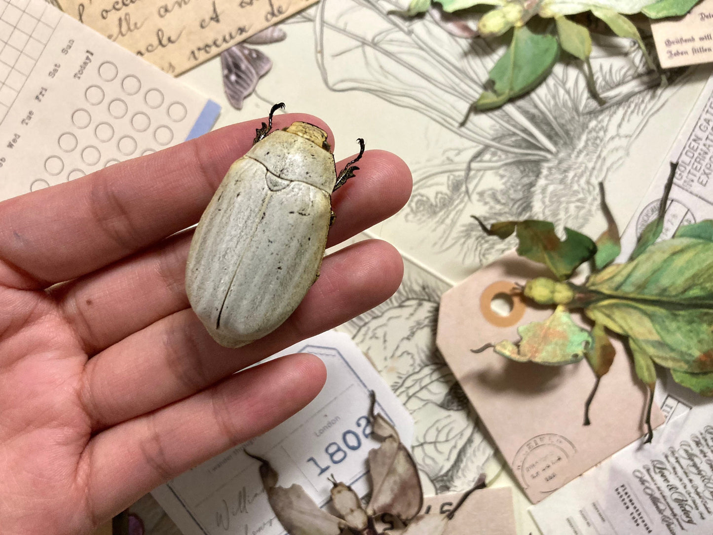 Lepidiota stigma, White Melolonthidae Beetles, Lepidiota stigma , for all your taxidermy art projects