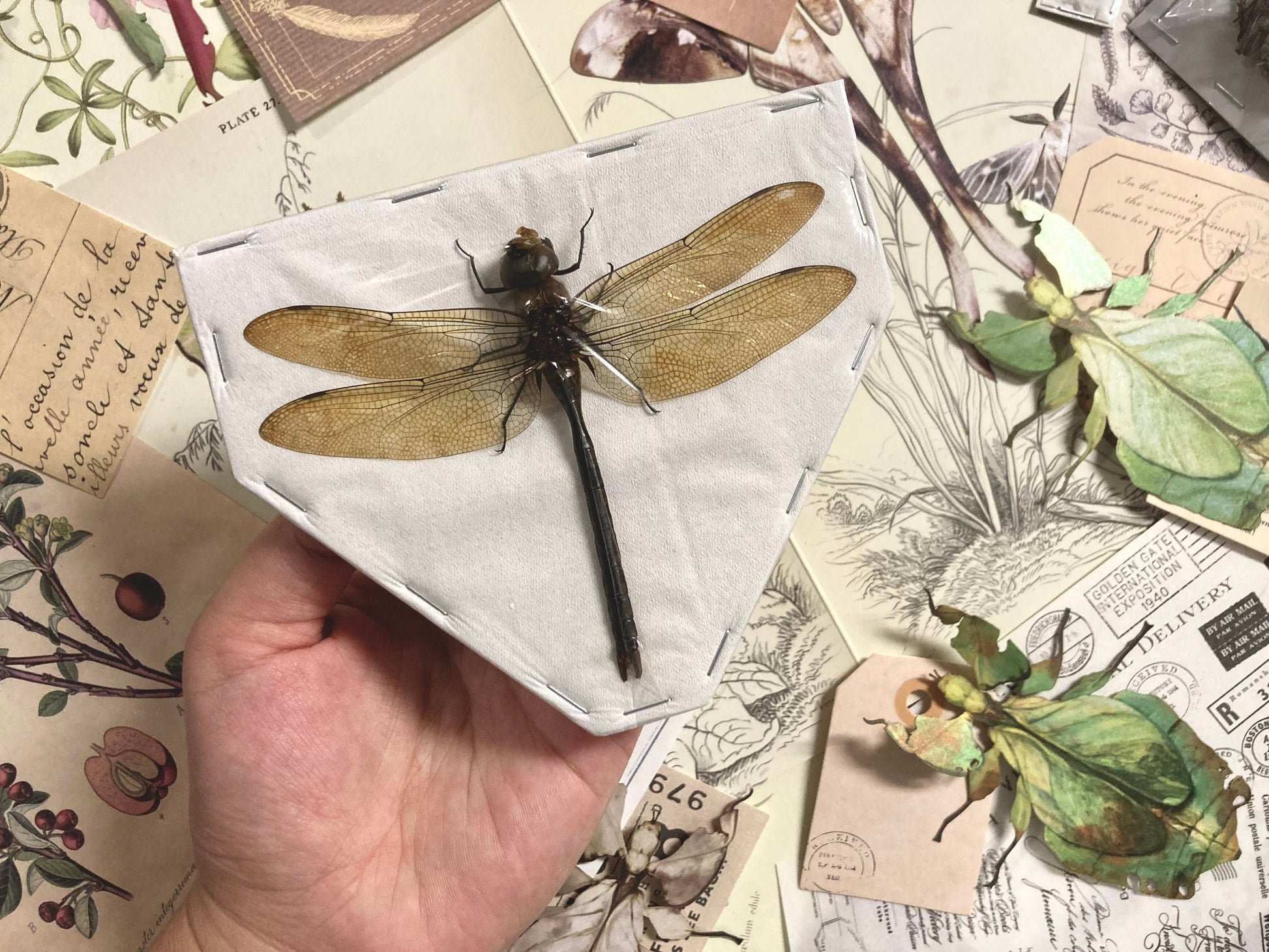 Giant Green Emperor Dragonfly, Anax Gibbosulus, Real Damselfly, Giant Darning Needle Real Dragonfly, Insect, Taxidermy