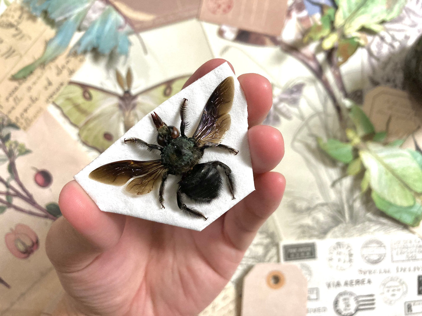 Xylocopa caerulea MALE, Blue Carpenter Bee, Entomology, Insects, Arthopoda