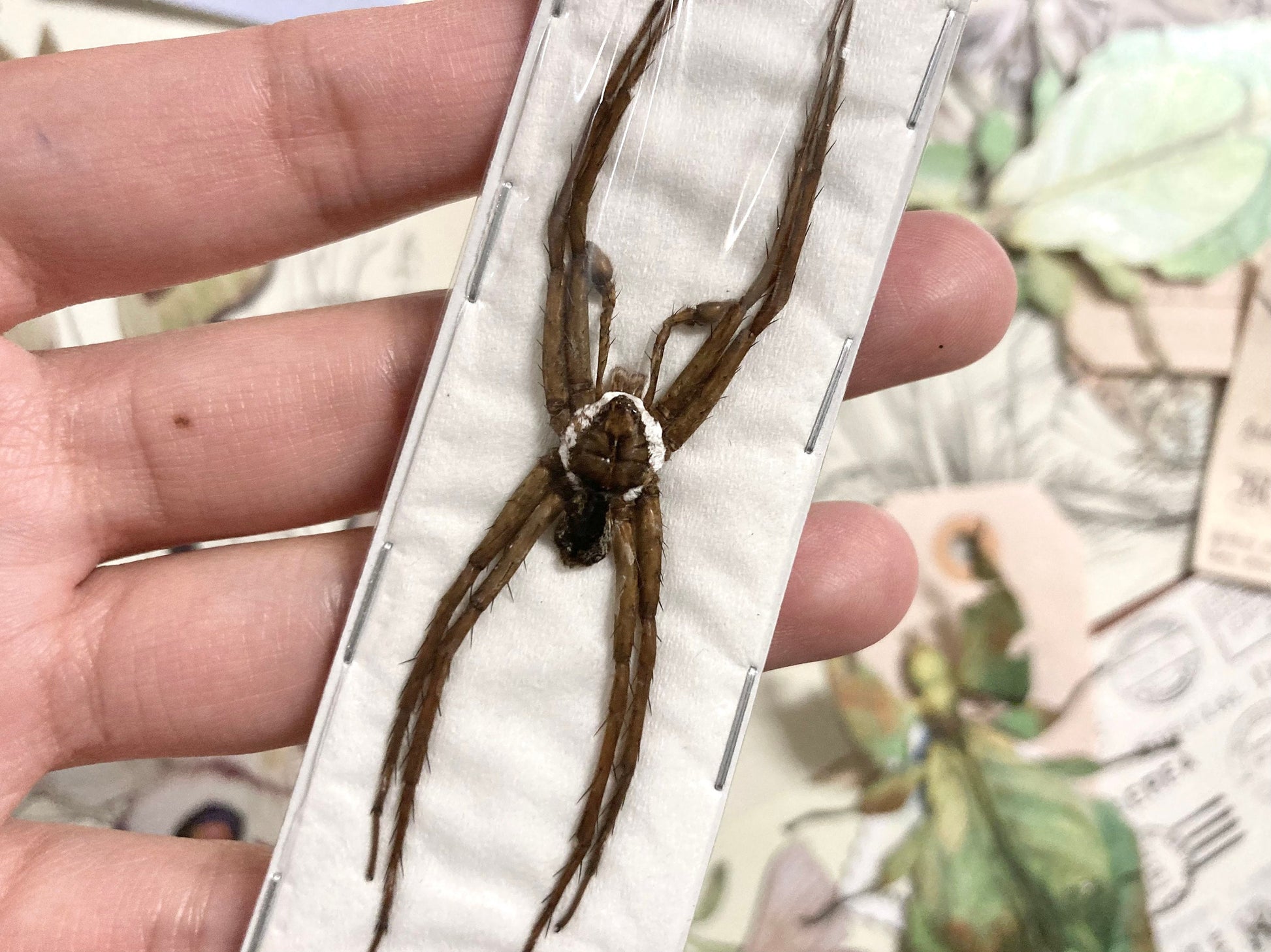 Dolomedes boiei, Real Spider, Arachnid, Entomology, Spider Specimen