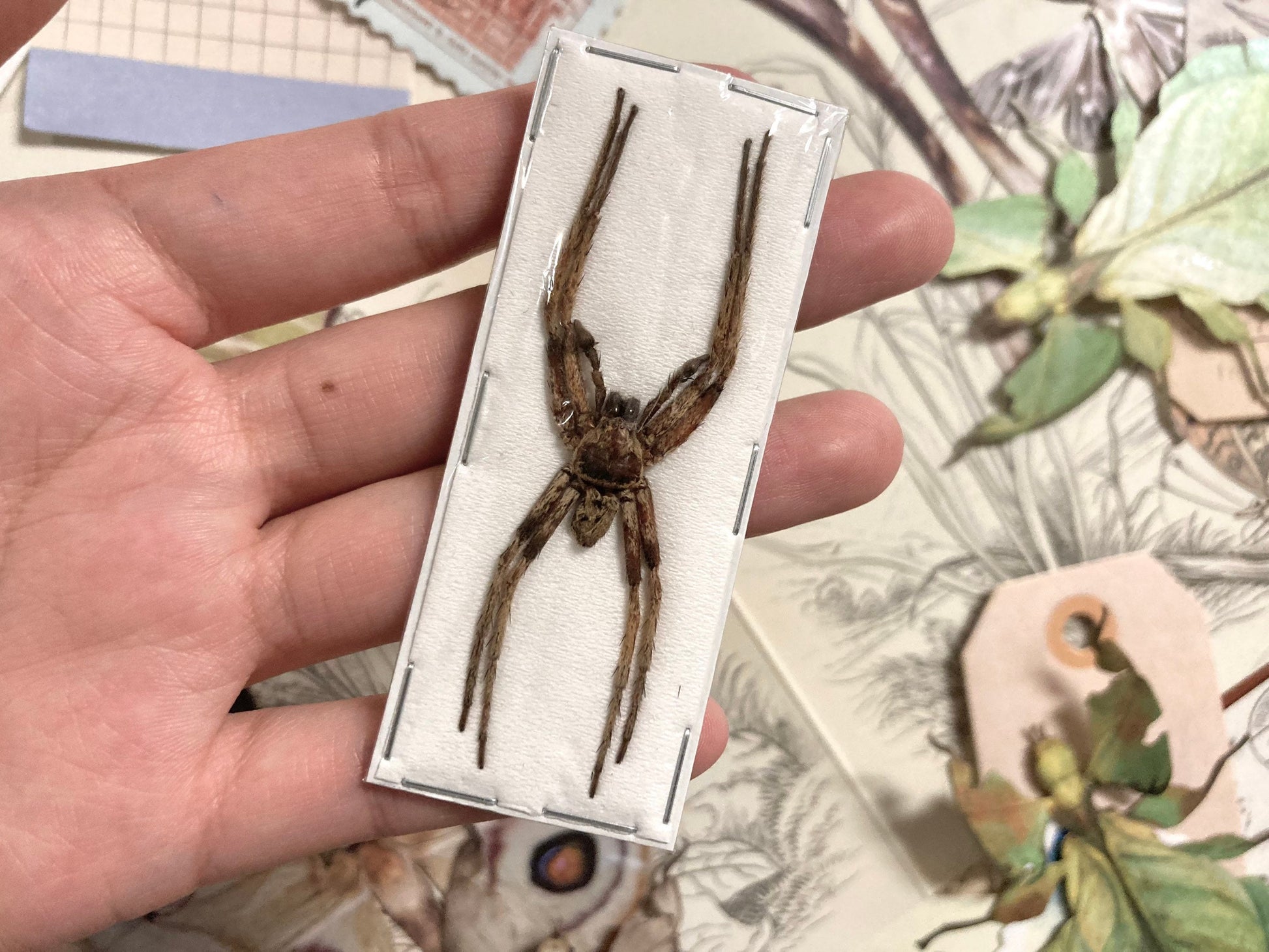 Rhitymna Pinangensis, Spider Specimen, Real arachnid, Spider Taxidermy