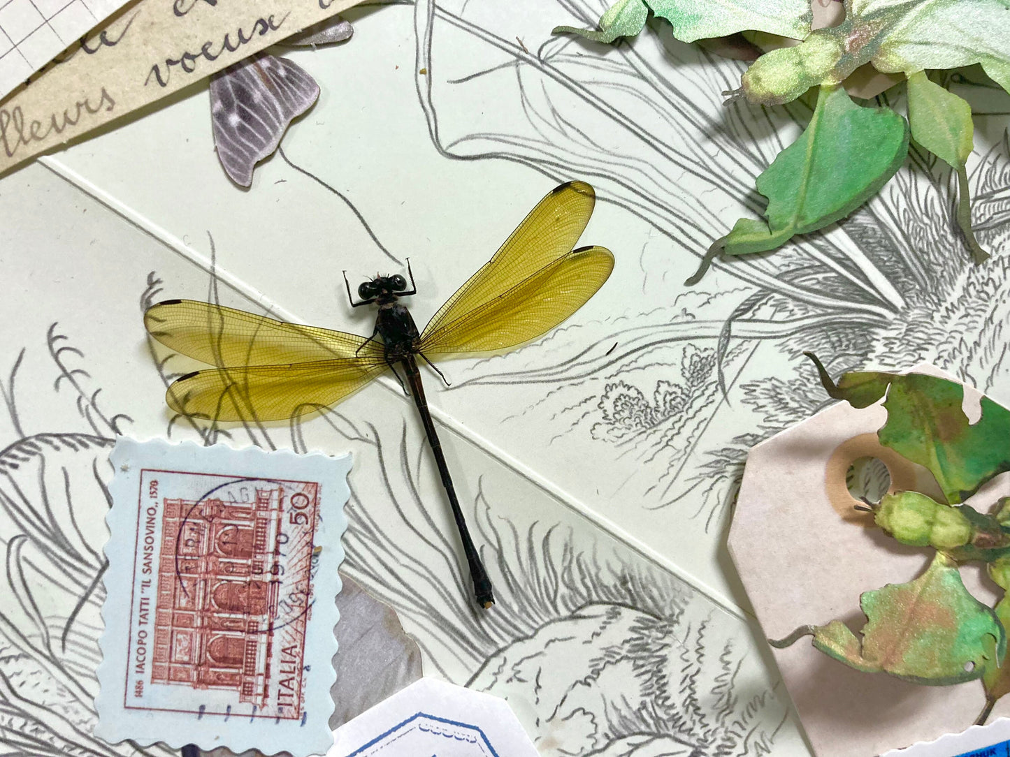Golden Damselfly, Euphaea lara lara (spread), OPEN WINGS for all your taxidermy art projects A1, Real Dragonfly, Dragonfly Specimen