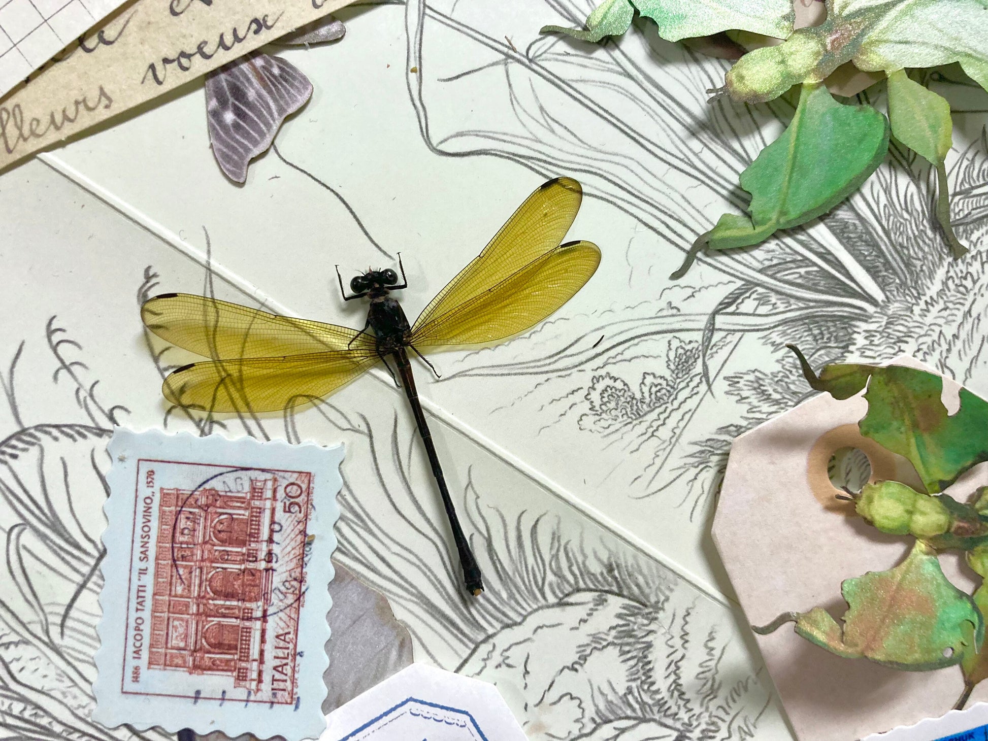 Golden Damselfly, Euphaea lara lara (spread), OPEN WINGS for all your taxidermy art projects A1, Real Dragonfly, Dragonfly Specimen