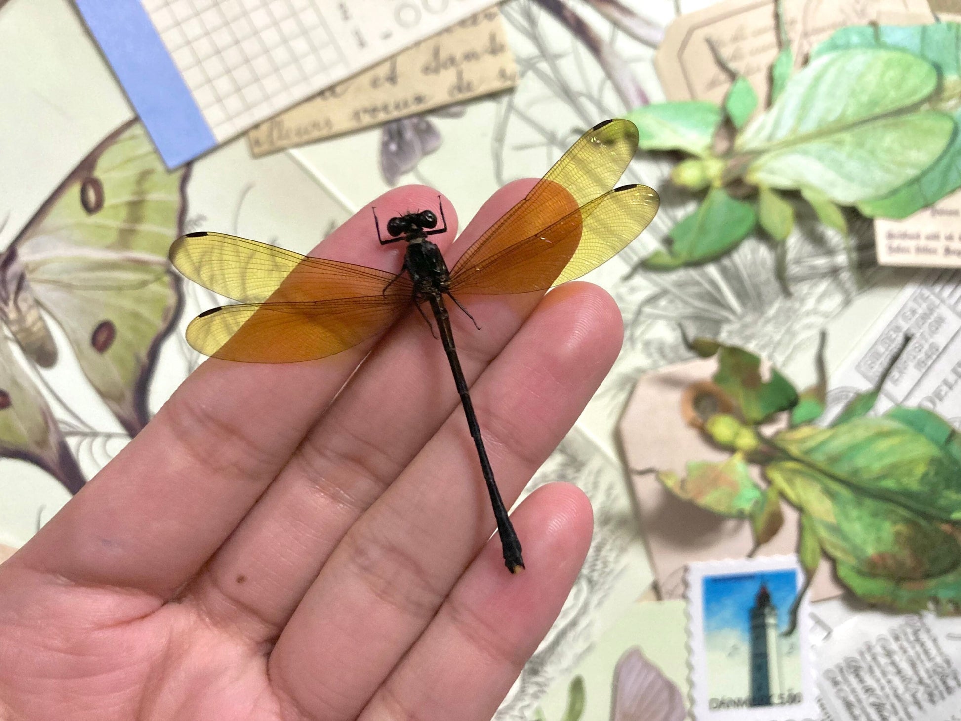 Golden Damselfly, Euphaea lara lara (spread), OPEN WINGS for all your taxidermy art projects A1, Real Dragonfly, Dragonfly Specimen