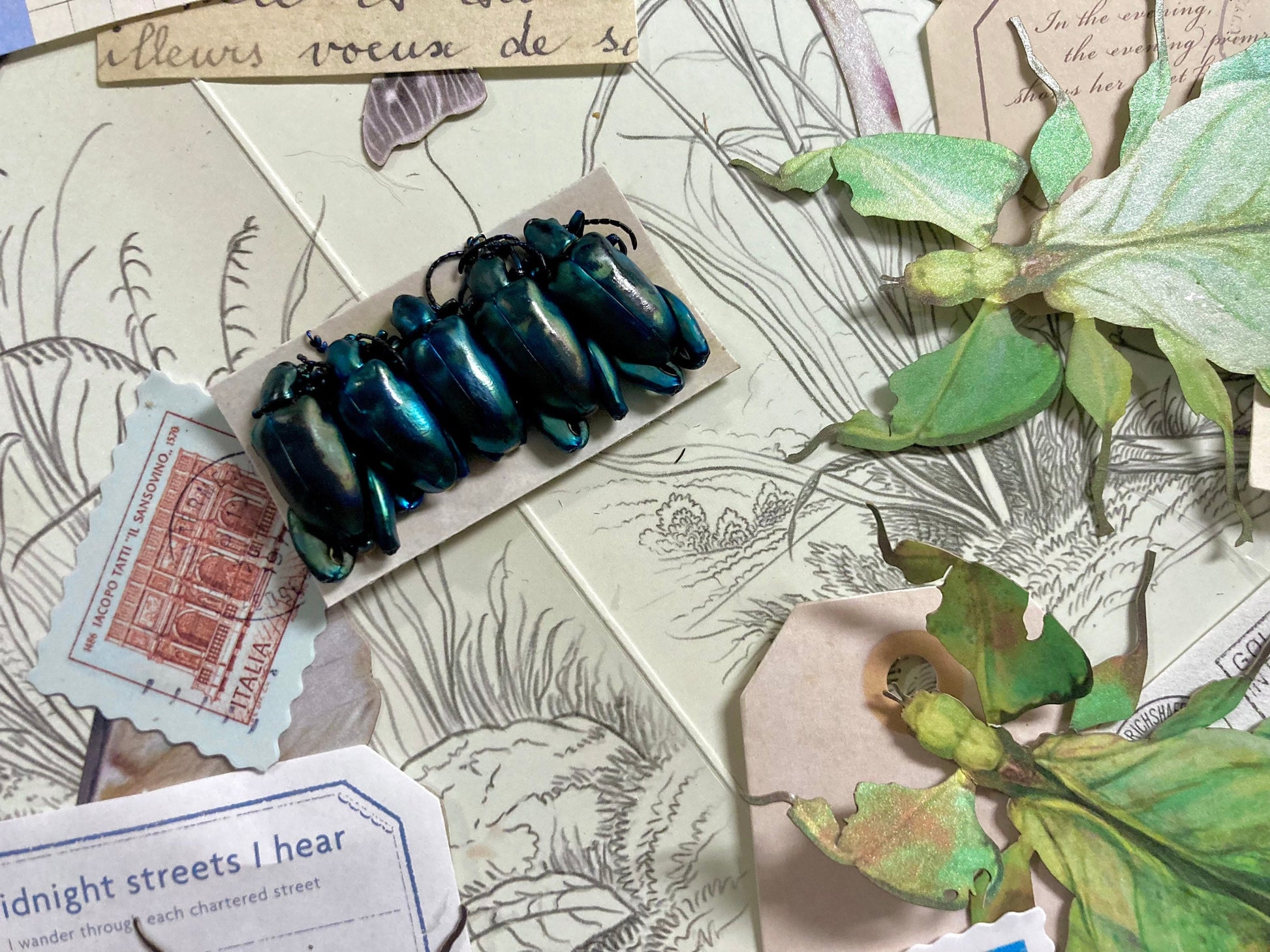 5-Pack Real BLUE Frog Beetles, Sagra laticollis, Real beetles, Oddities, Entomology