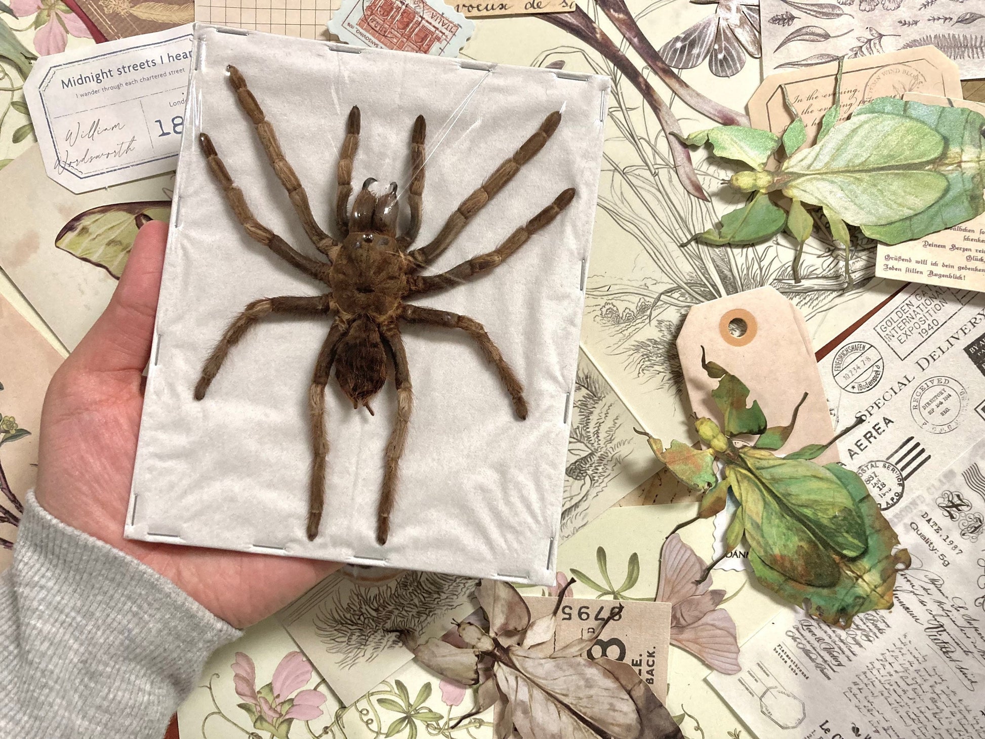 Acanthgoscurria ferina - LARGE (spread leg), Arachnid, Large spider, Real Spider Specimen, Insect, Entomology