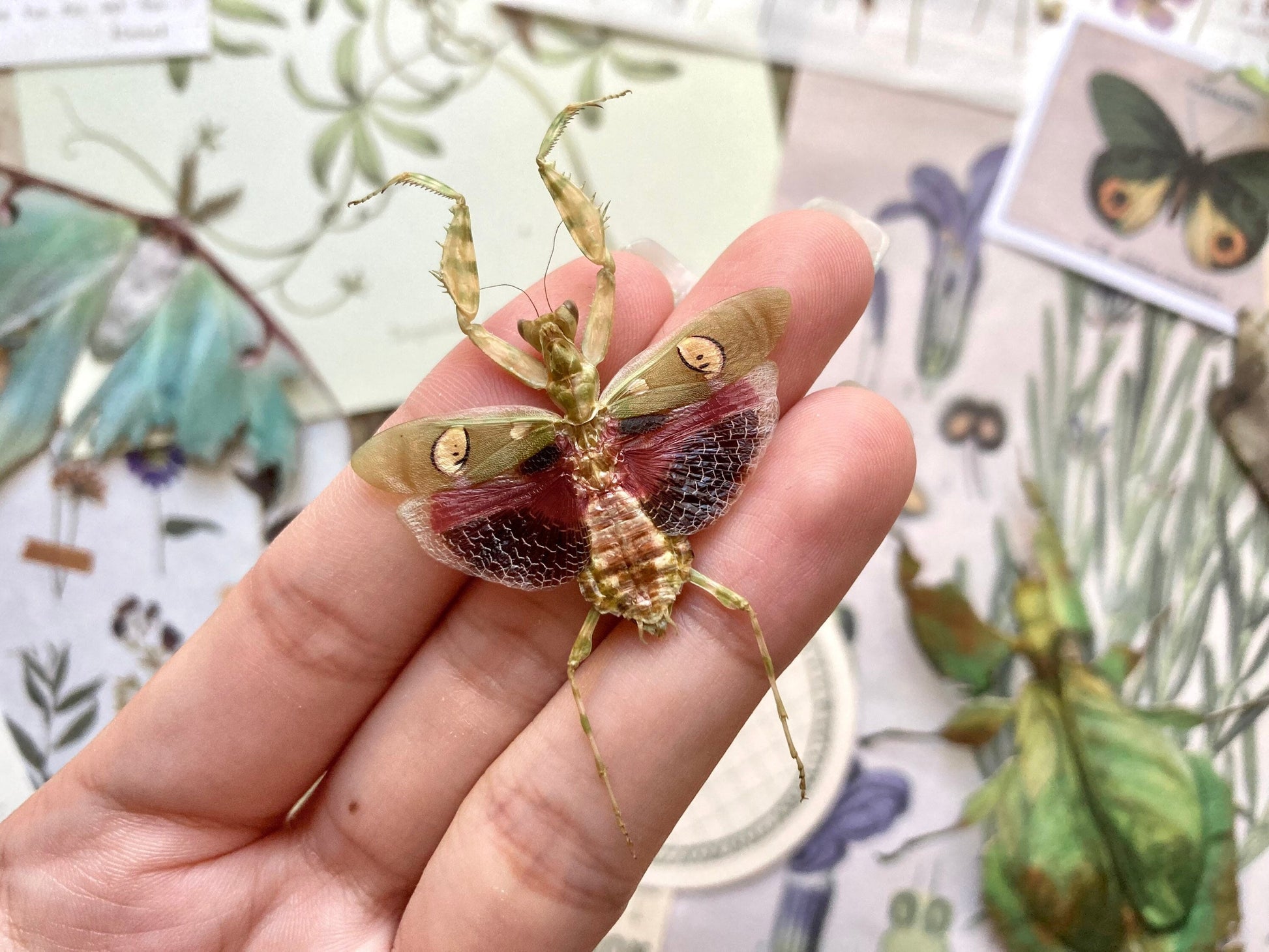 Jeweled Flower Mantis - Creobroter Gemmatus - Real Preying Mantis - Entomology - Taxidermy