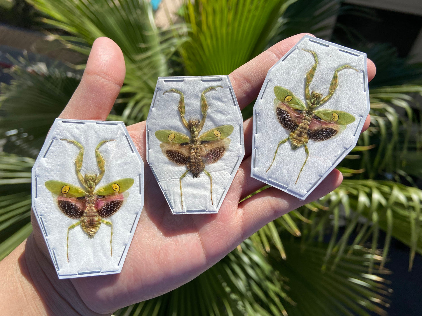 Jeweled Flower Mantis - Creobroter Gemmatus - Real Preying Mantis - Entomology - Taxidermy