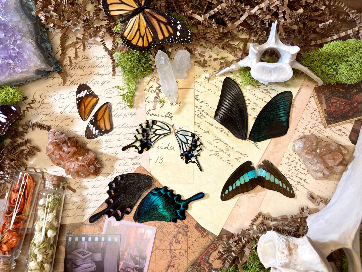 10 A Grade FANCY Real Butterfly Wings - Jewelry Making Supply - Curiosity Collection| Craft Supply - Curiosity Cabinet - Resin Jewelry