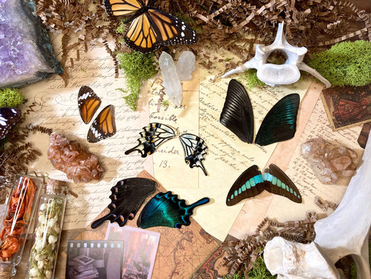 10 A Grade FANCY Real Butterfly Wings - Jewelry Making Supply - Curiosity Collection| Craft Supply - Curiosity Cabinet - Resin Jewelry