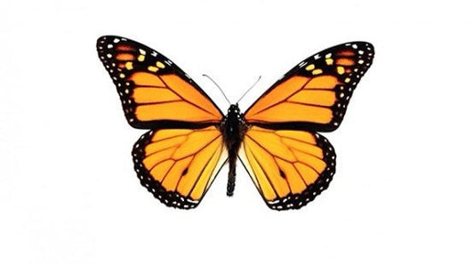 North American Monarch Danaus Plexippus Recto- ONE Real Butterfly - Entomology - Lepidoptera - Real Monarch Butterfly - Monarch Butterfly