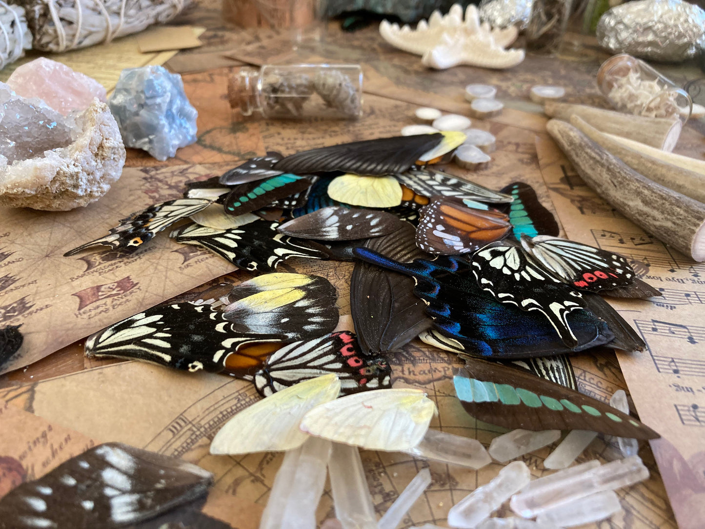 20 A+ to A- Grade Real Butterfly Wings - Curiosity Collection - Craft Supply -Jewelry Making - Resin Jewelry Making