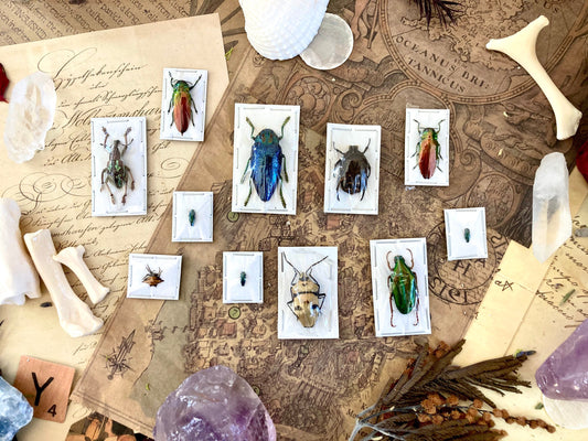 5 Mystery Insects - Entomology - Oddities - Specimen