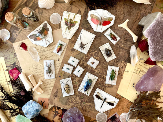 5 Mystery Insects - Entomology - Oddities - Specimen