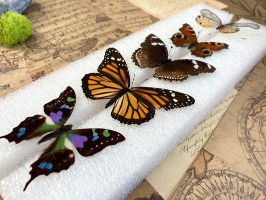 Butterfly Mounting - Spreading Board - Insect Pinning Board - Entomology - Pin Your Own Insects