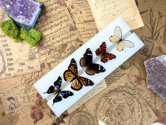 Butterfly Mounting - Spreading Board - Insect Pinning Board - Entomology - Pin Your Own Insects