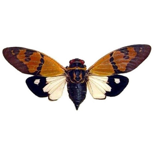 Glanea Festiva Orange Cicada - Malaysia - Entomology - Specimen - Cicada